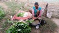 Farmer washing white radishes in the water in the farm