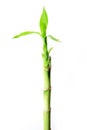 Lucky bamboo Royalty Free Stock Photo