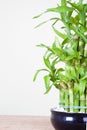 Lucky bamboo Royalty Free Stock Photo