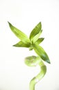 Lucky bamboo Royalty Free Stock Photo