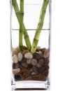 Lucky bamboo Royalty Free Stock Photo