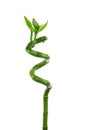 Lucky bamboo Royalty Free Stock Photo