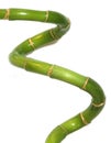 Lucky bamboo Royalty Free Stock Photo