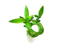 Lucky bamboo Royalty Free Stock Photo