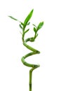 Lucky bamboo Royalty Free Stock Photo