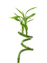 Lucky bamboo Royalty Free Stock Photo
