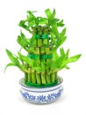 Lucky bamboo