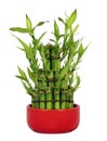 Lucky Bamboo