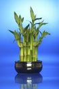 Lucky bamboo Royalty Free Stock Photo