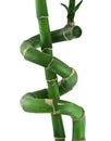 Lucky bamboo against white Royalty Free Stock Photo