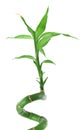 Lucky bamboo against white Royalty Free Stock Photo