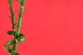 Lucky bamboo background Royalty Free Stock Photo