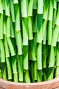 Lucky bamboo background Royalty Free Stock Photo