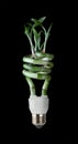 Lucky Bamboo CFL Royalty Free Stock Photo