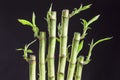 Lucky bamboo Dracaena sanderiana in a traditional porcelain pot on black background