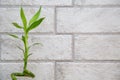 Lucky bamboo on the grey brick wall background