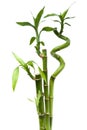 Lucky bamboo plant Royalty Free Stock Photo