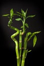 Lucky bamboo plant Royalty Free Stock Photo