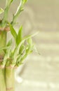 Lucky Bamboo Plant Royalty Free Stock Photo