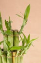 Lucky Bamboo Plant Royalty Free Stock Photo