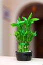 Lucky bamboo plant Royalty Free Stock Photo