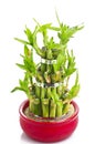 A lucky bamboo plant Royalty Free Stock Photo