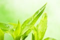 A lucky bamboo plant Royalty Free Stock Photo