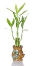 Lucky Bamboo Plant In Ceramic Pot Royalty Free Stock Photo