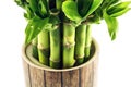 Lucky bamboo plant Royalty Free Stock Photo