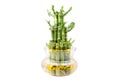 A lucky bamboo plant Royalty Free Stock Photo