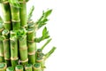 A lucky bamboo plant Royalty Free Stock Photo