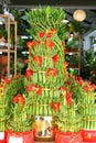 Lucky bamboo plants Dracaena sanderiana, decked out in red & gold feng shui colors, symbolizing fortune & strength