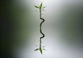 Lucky Bamboo Reflection Royalty Free Stock Photo