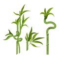 Lucky bamboo sprouts, Chinese or Japanese tree