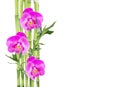 Lucky Bamboo and three orchid flower on white background