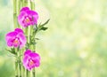 Lucky Bamboo and three orchid flower on white background