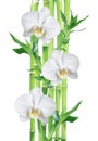 Lucky Bamboo and three white orchid flowers on white background