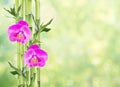 Lucky Bamboo and two orchid flowers on natural green background Royalty Free Stock Photo