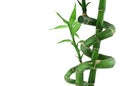 Lucky bamboo on white Royalty Free Stock Photo