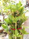 Lucky Bamboo & x28;Bambu Keberuntungan& x29; Royalty Free Stock Photo