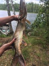 Lucky catch, fresh pike Royalty Free Stock Photo