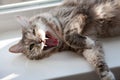 Lucky cats,angry cat with an open mouth and teeth Royalty Free Stock Photo