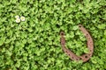 Lucky charm on clover as a background Royalty Free Stock Photo