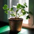 Lucky Charm on Windowsill with Gold Coins