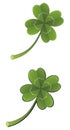 Lucky clover