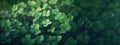 Lucky clover leaves for St. Patrick's Day. Banner with Irish clover leaves