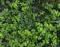 lucky clover leaves