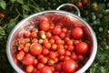 delicious ripe tomatoes in the garden Royalty Free Stock Photo