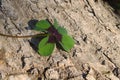 Lucky clover on a tree trunk Royalty Free Stock Photo