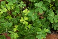 Lucky Clovers Royalty Free Stock Photo